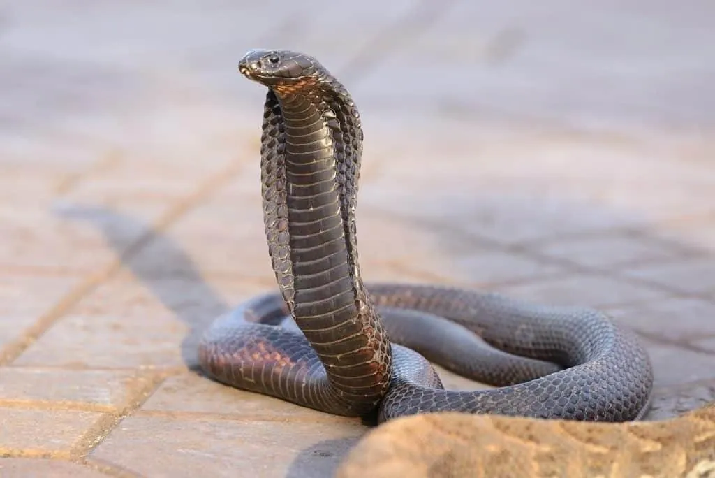 Egyptian Cobra